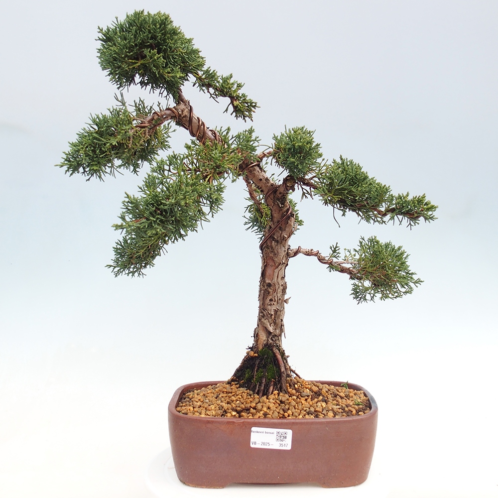 Bonsái de exterior - Juniperus chinensis Kishu