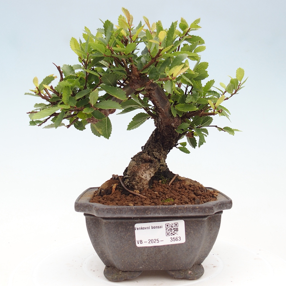 Bonsai de exterior - Zelkova - Zelkova NIRE