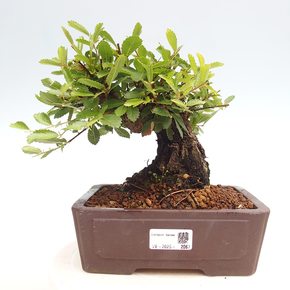 Bonsai de exterior - Zelkova - Zelkova NIRE