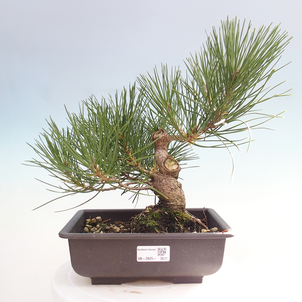 Bonsái de exterior - Pinus thunbergii - Pino Thunberg
