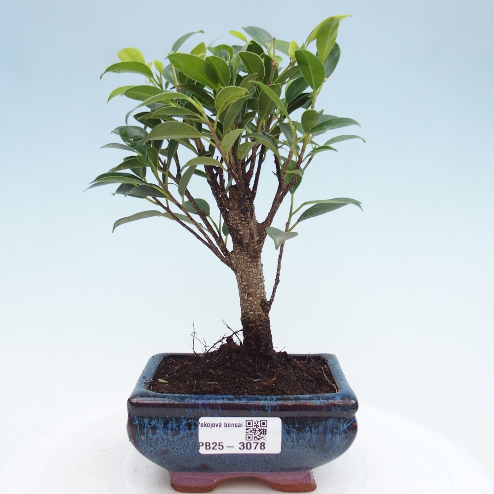 Habitación bonsái Ficus retusa kimmen
