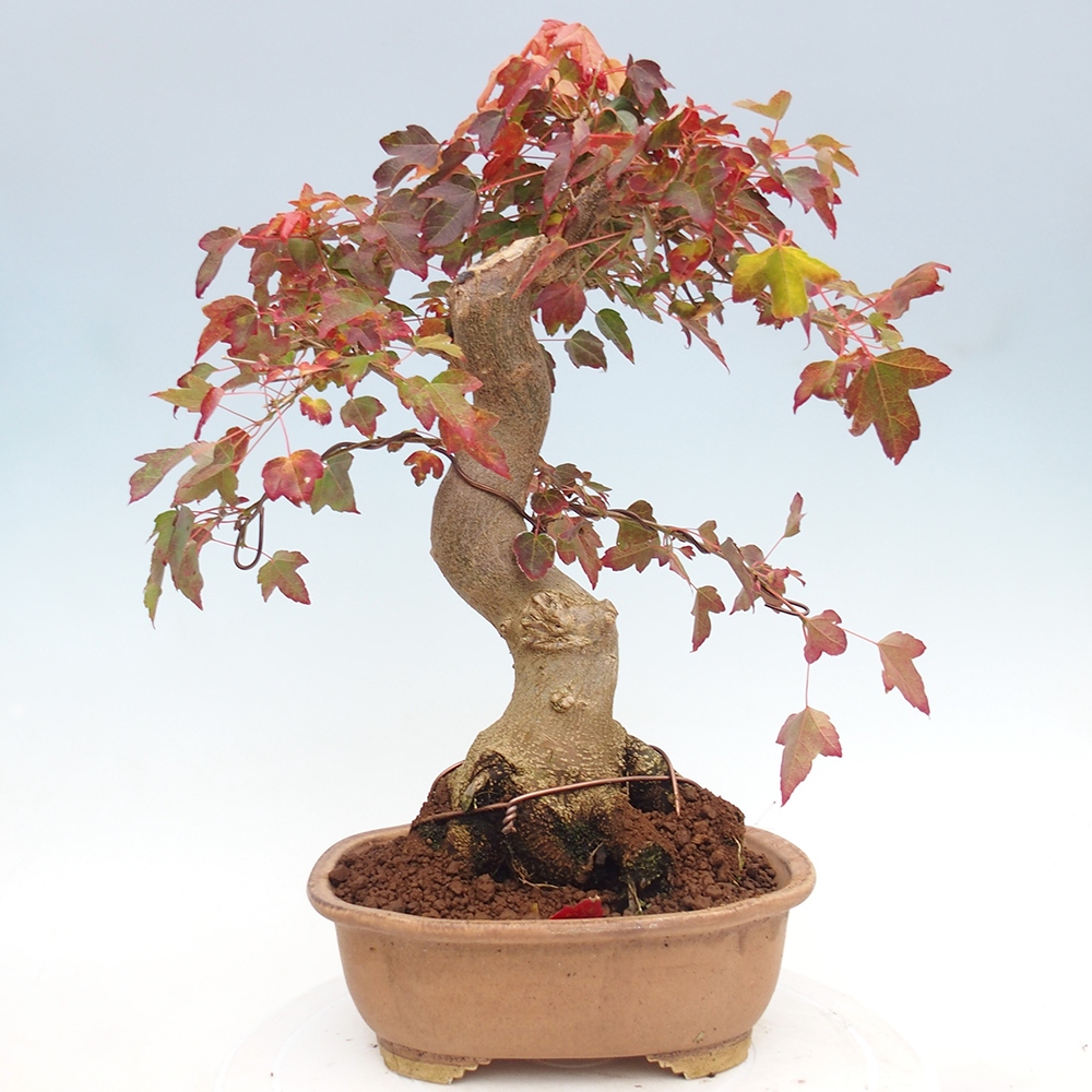 Bonsai de exterior - Acer Buergerianum - Arce hamburgués