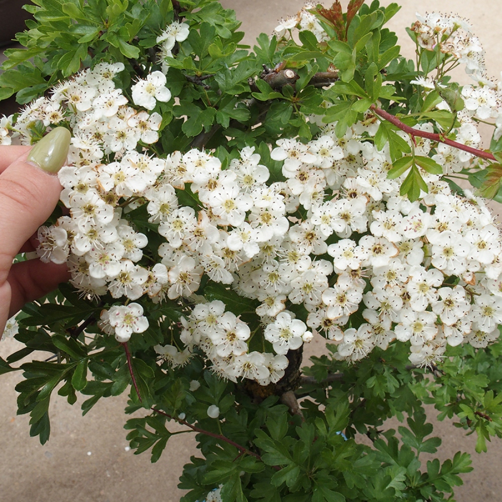 Bonsái de exterior - Espino blanco - Crataegus monogyna