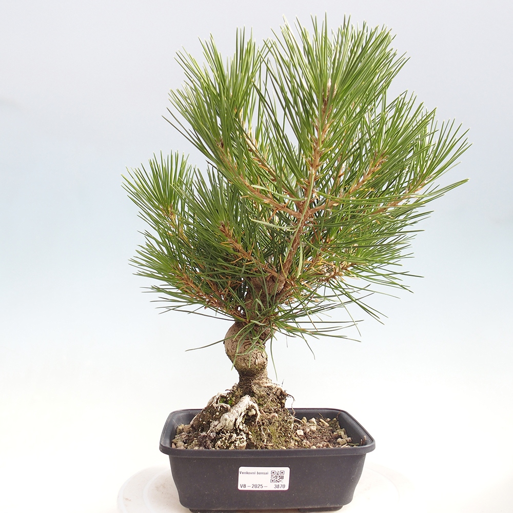 Bonsái de exterior - Pinus thunbergii - Pino Thunberg