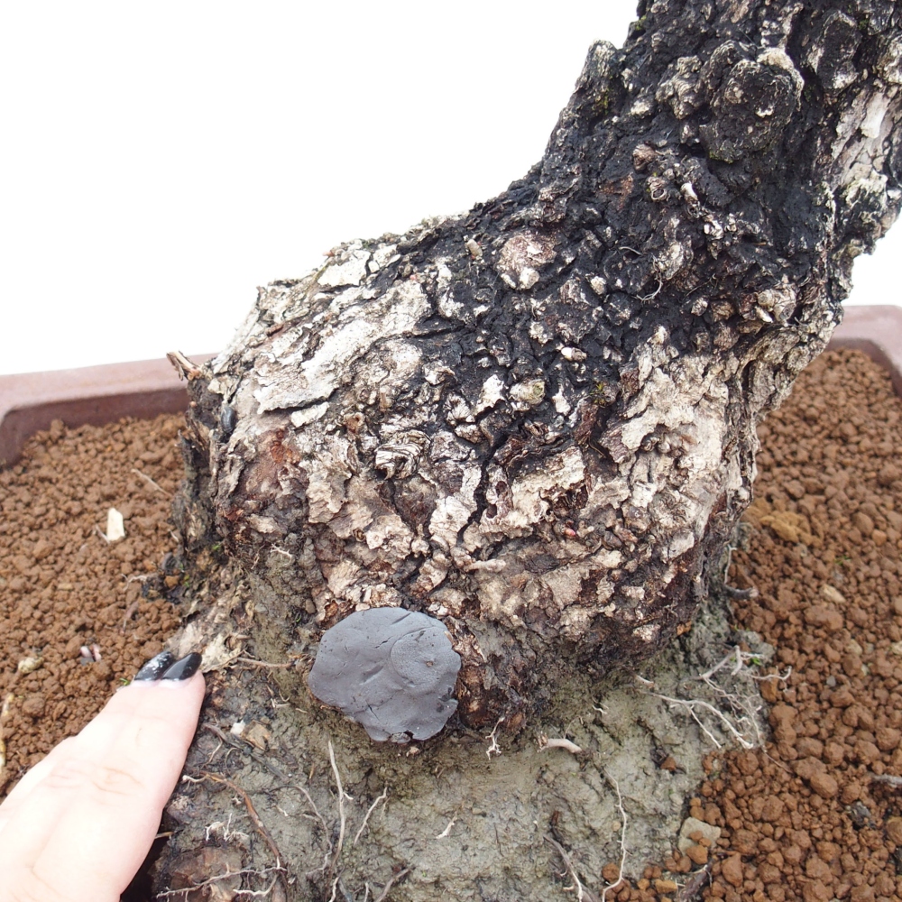 Yamadori - Quercus Ilex - Acebo de encina