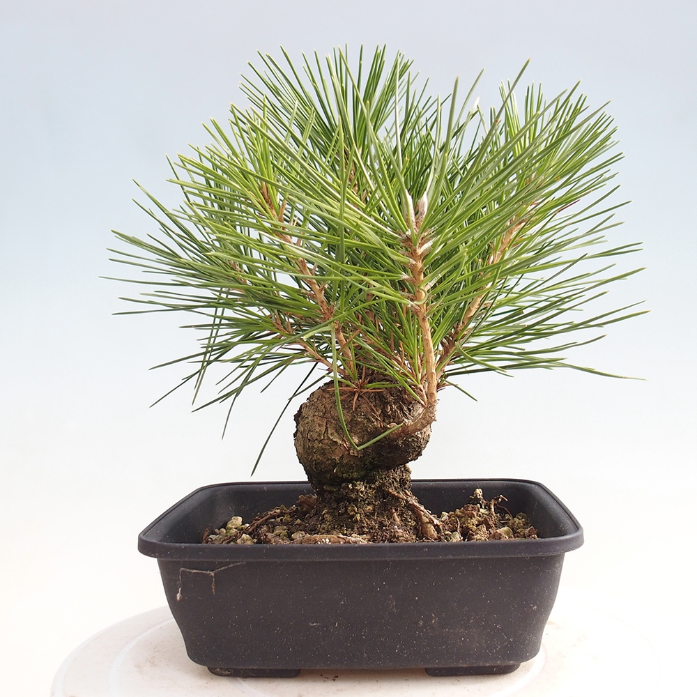 Bonsái de exterior - Pinus thunbergii - Pino Thunberg