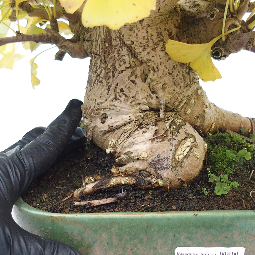 Bonsai de exterior - Ginkgo biloba - Ginkgo biloba