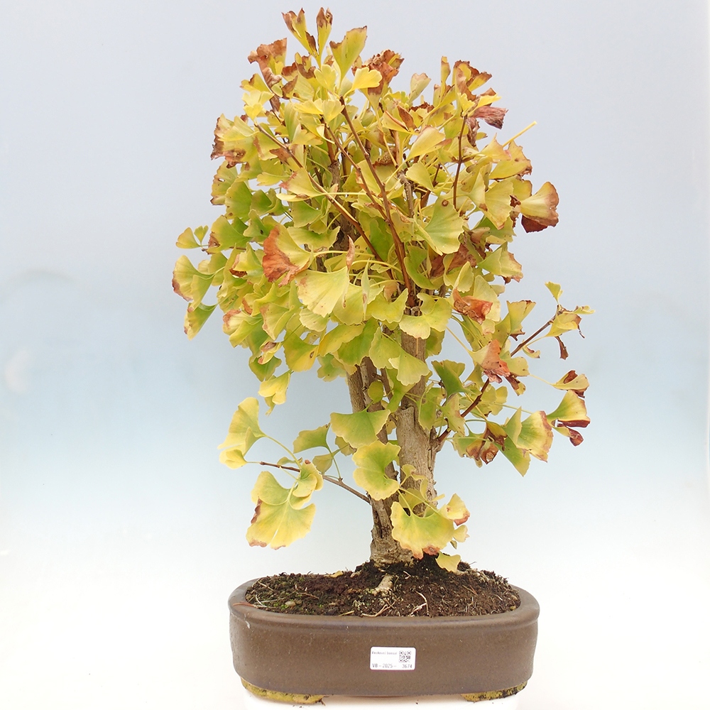 Bonsai de exterior - Ginkgo biloba - Ginkgo biloba