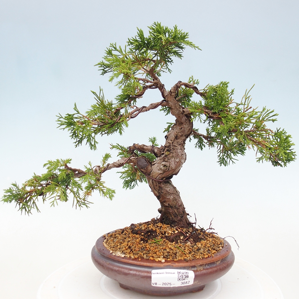 Bonsái de exterior - Juniperus chinensis Itoigawa