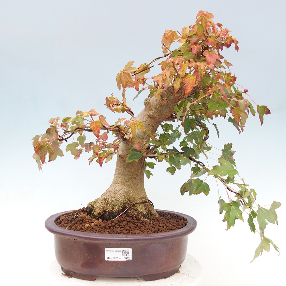 Bonsai de exterior - Acer Buergerianum - Arce hamburgués