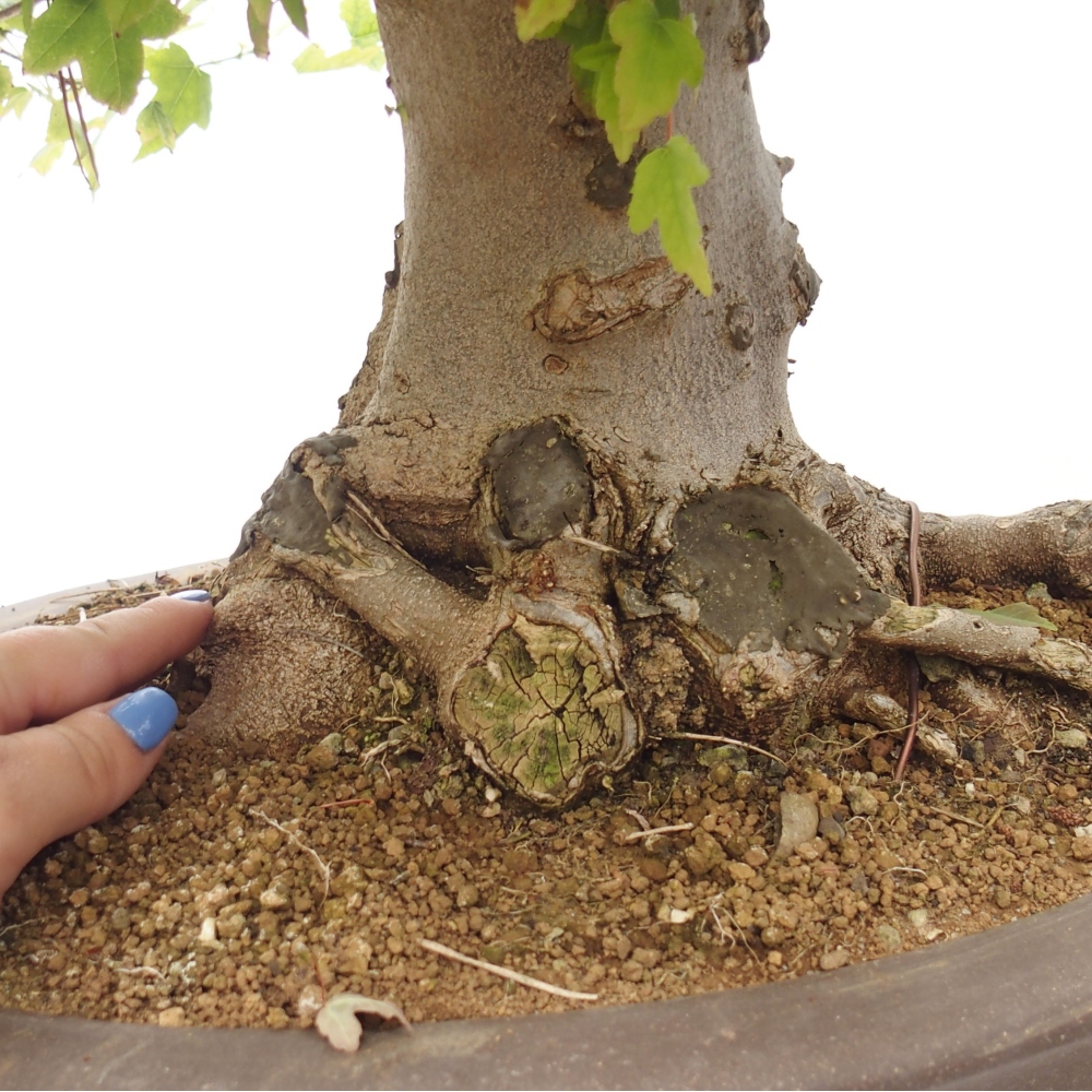 Bonsai de exterior - Acer Buergerianum - Arce hamburgués