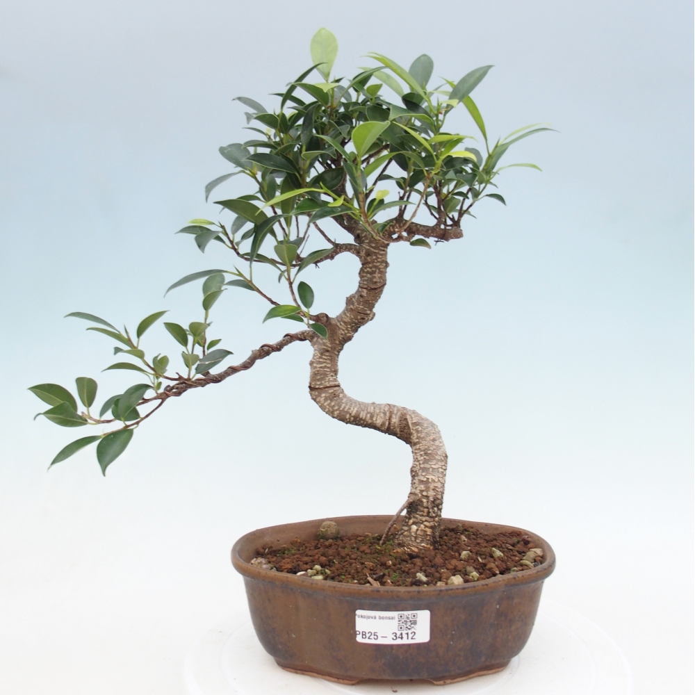 Bonsái de habitación - Ficus retusa - ficus de hoja pequeña