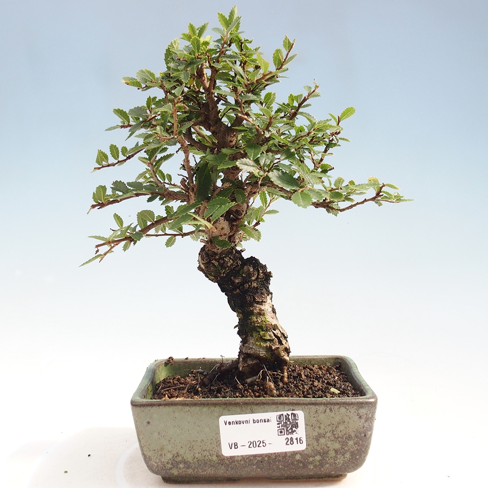 Bonsai de exterior - Zelkova - Zelkova NIRE