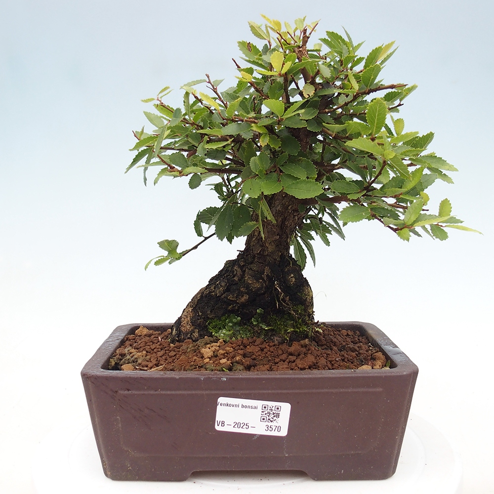 Bonsai de exterior - Zelkova - Zelkova NIRE