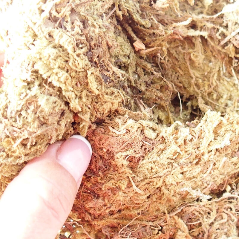 Bryophyta - musgo 100 g