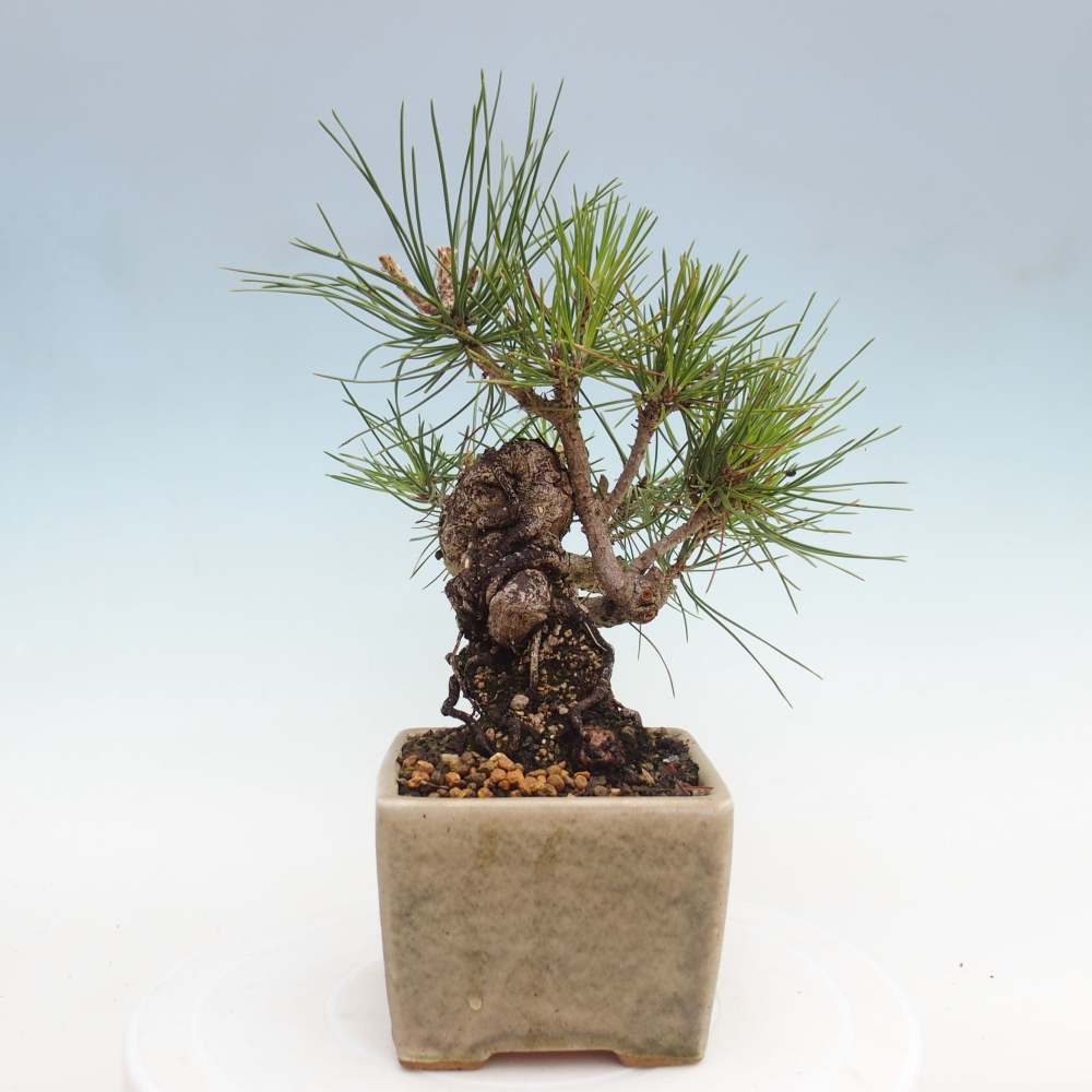 Bonsái de exterior - Pinus thunbergii - Pino Thunberg