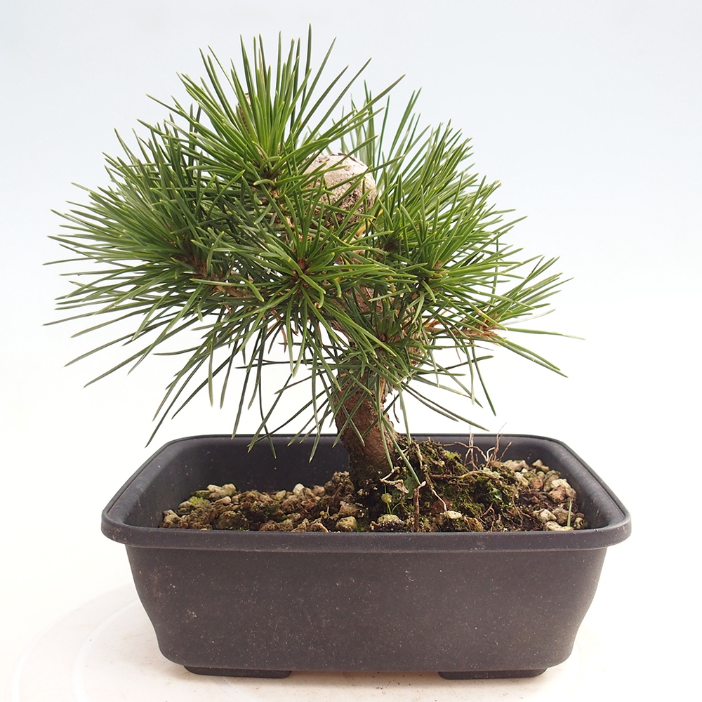 Bonsái de exterior - Pinus thunbergii - Pino Thunberg