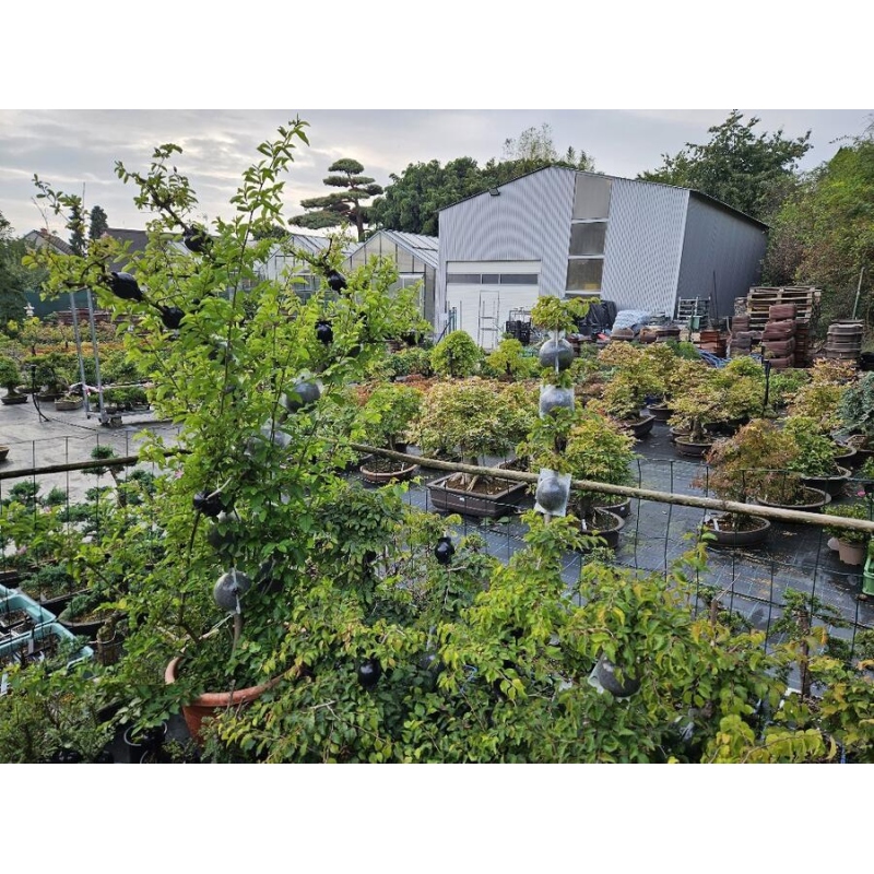 Esferas 12 cm transparentes 100 unid.