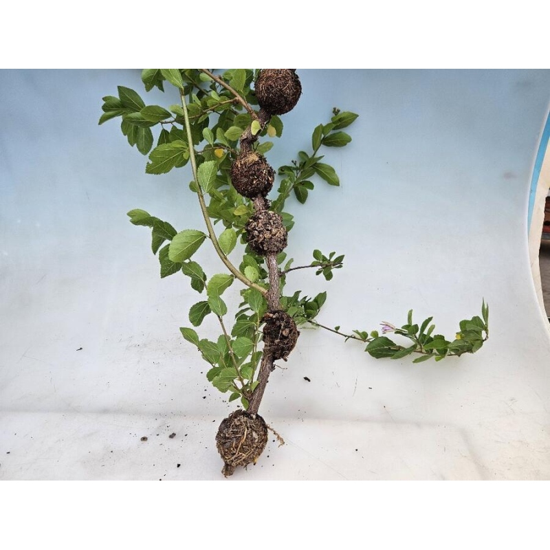 Bolas de corte 5 cm transparentes