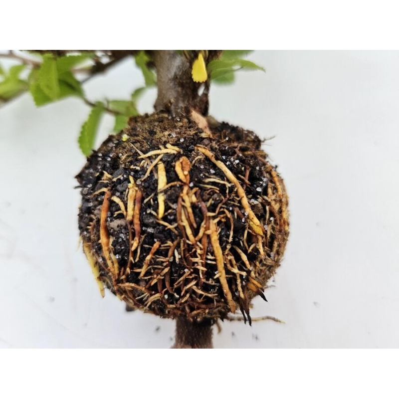 Bola ardiente 8 cm transparente 1 ud.