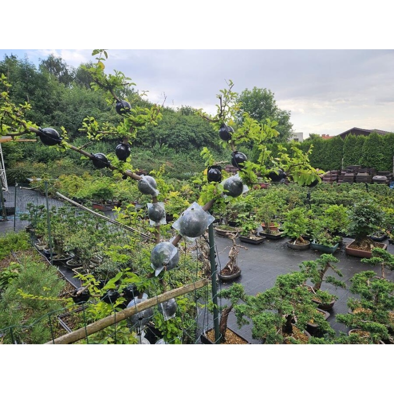 Bolas de corte 8 cm transparentes 100 unid.