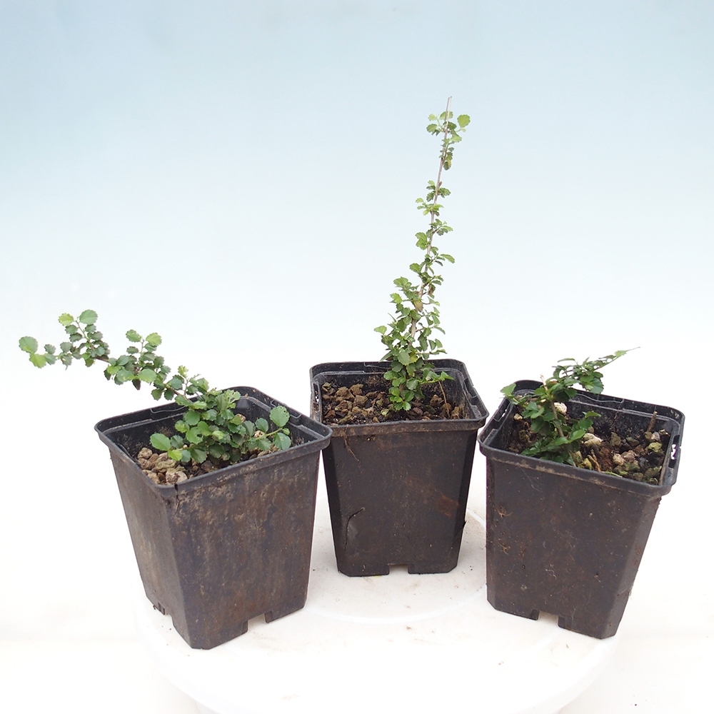 Bonsái de habitación - Grewia sp. - Grewia de hoja pequeña en contenedor