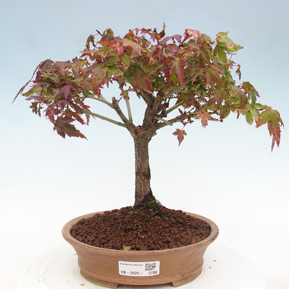 Acer palmatum KIOHIME - Arce palmito