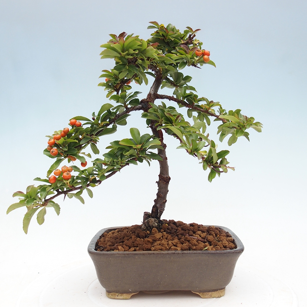 Bonsái de exterior-Pyracantha Teton -Hlox