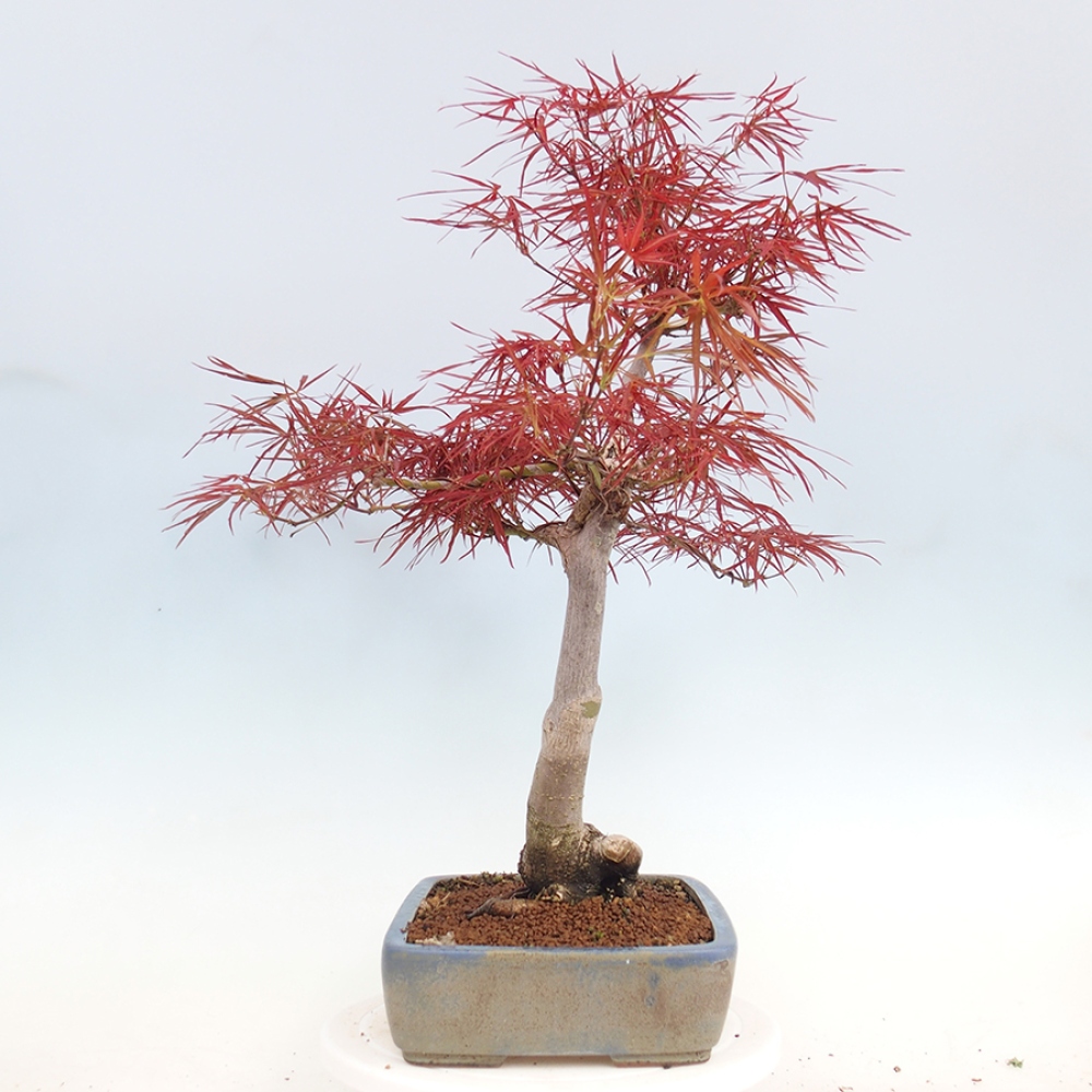 Bonsái de exterior - Acer palmatum RED PYGMY