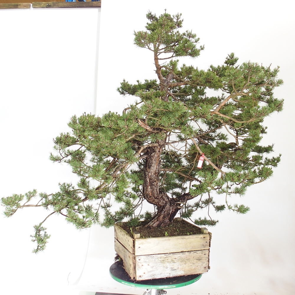 Yamadori - Pinus sylvestris España