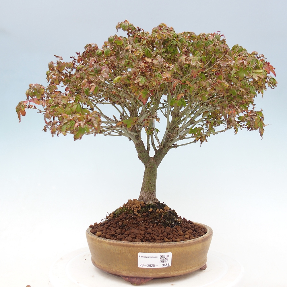 Acer palmatum KIOHIME - Arce palmito
