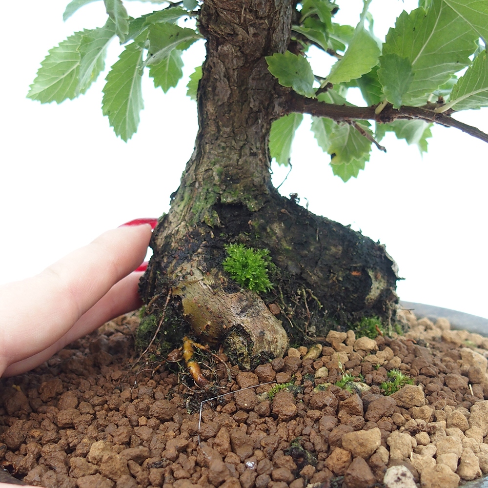 Bonsai de exterior - Zelkova - Zelkova NIRE