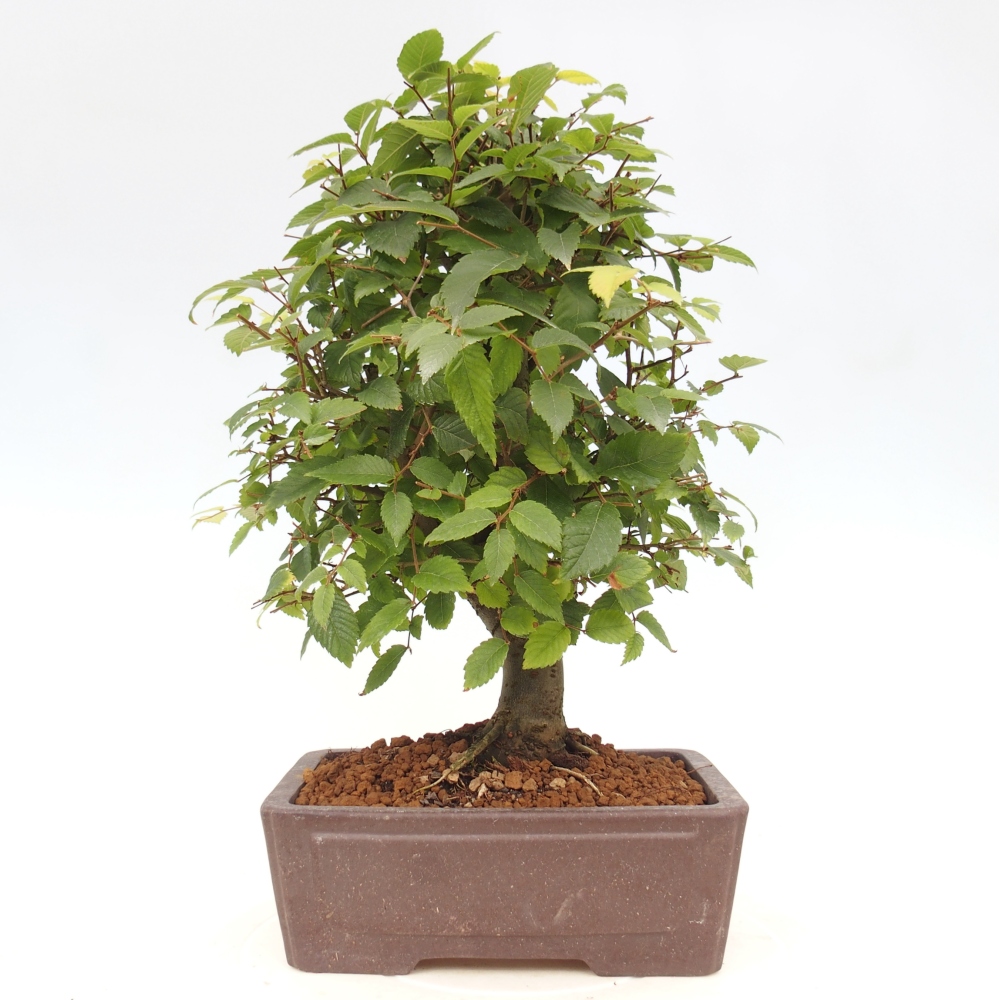 Bonsai de exterior - Zelkova - Zelkova NIRE