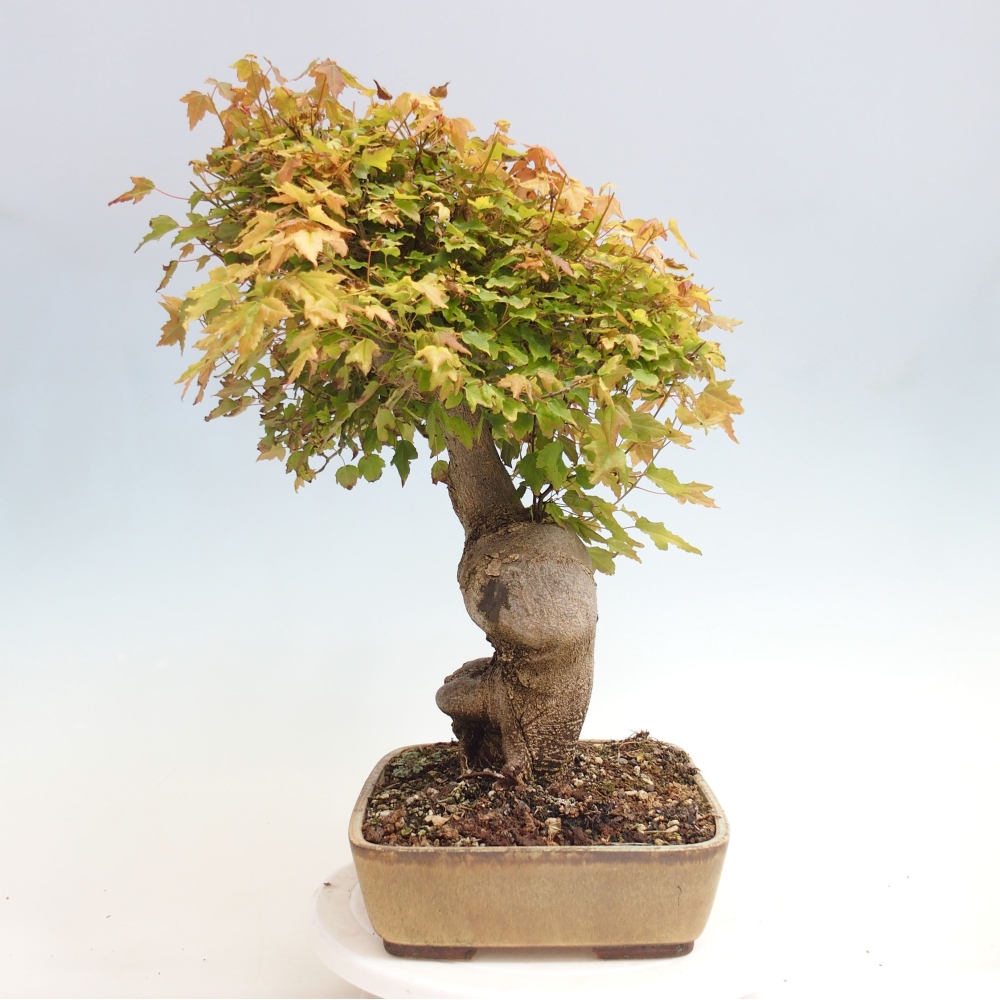 Bonsai de exterior - Acer Buergerianum - Arce hamburgués