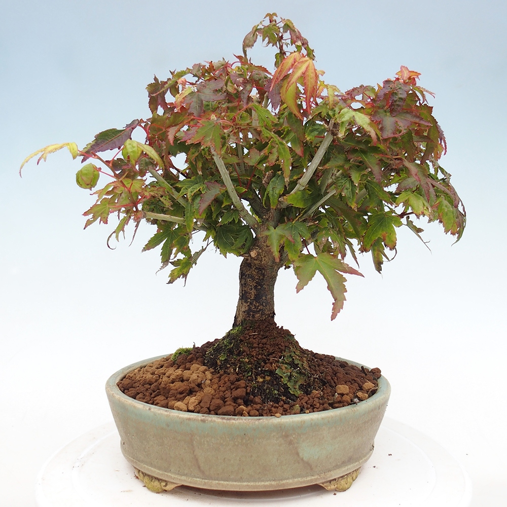 Acer palmatum KIOHIME - Arce palmito