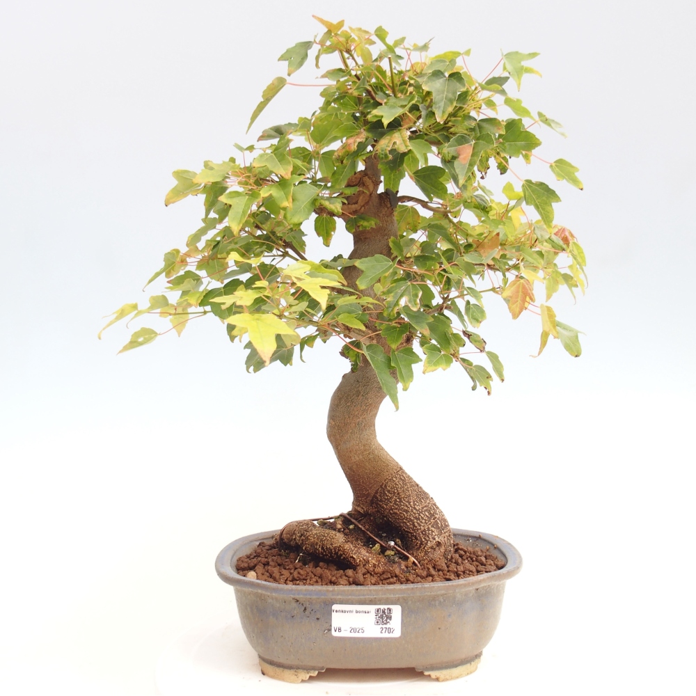 Bonsai de exterior - Acer Buergerianum - Arce hamburgués