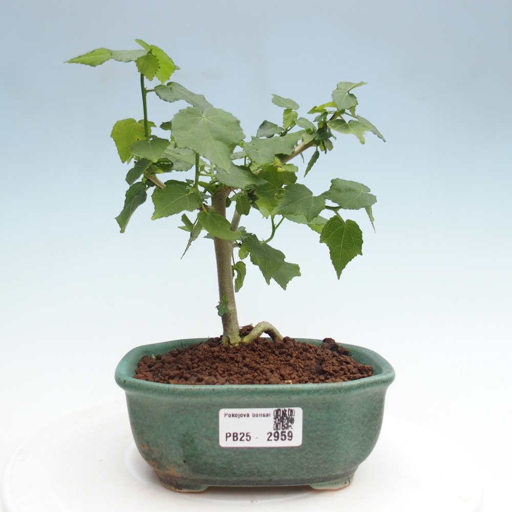 Bonsái de interior - Malvaviscus arboreus