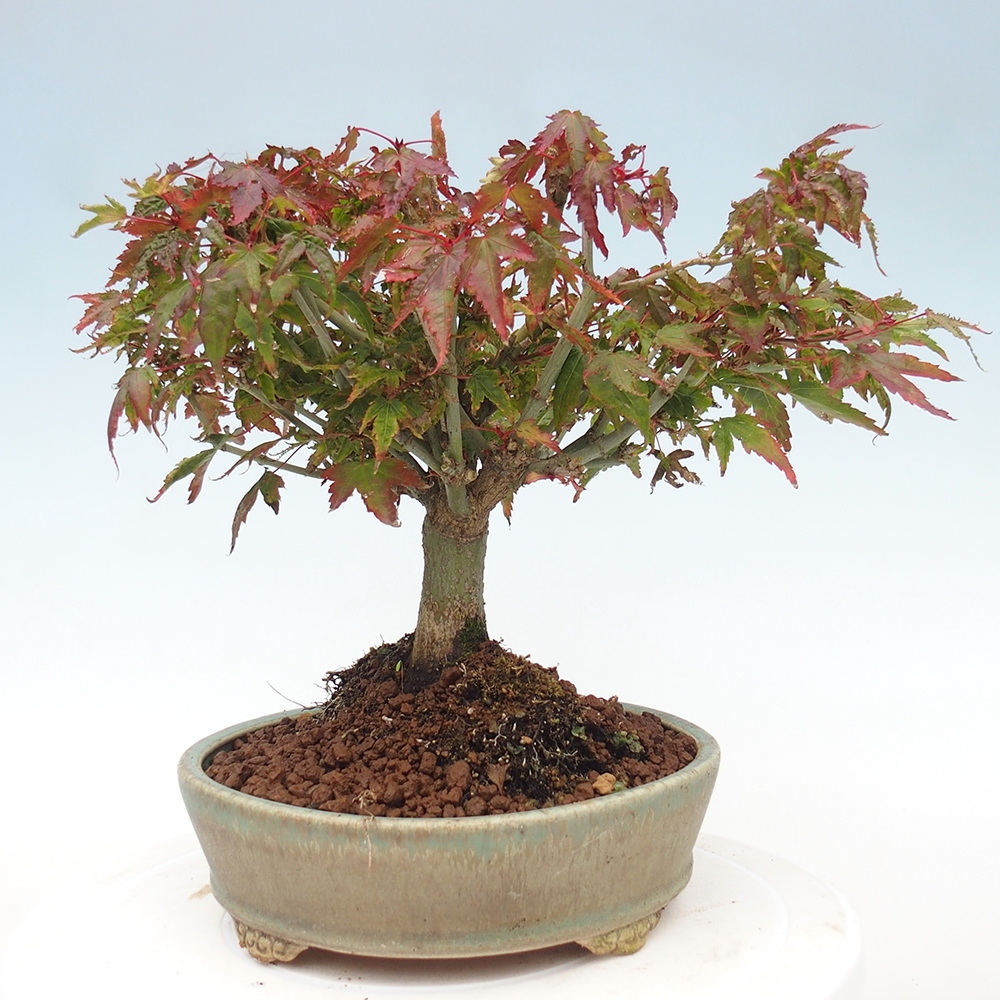 Acer palmatum KIOHIME - Arce palmito