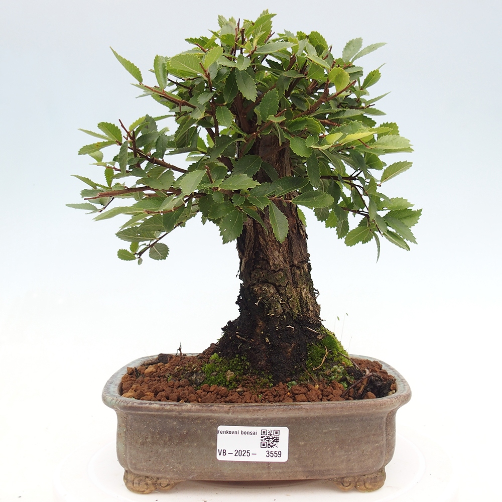 Bonsai de exterior - Zelkova - Zelkova NIRE