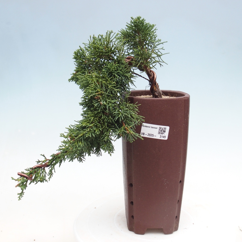 Bonsái de exterior - Juniperus chinensis Kishu