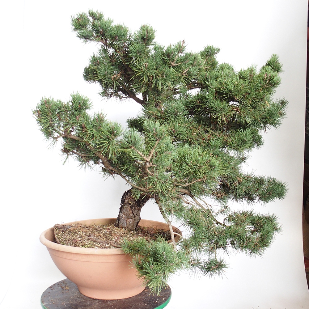 Yamadori - Pinus sylvestris España