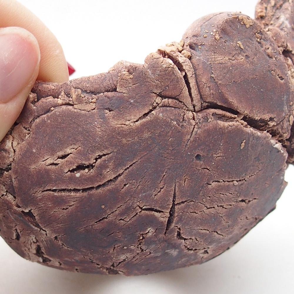 Concha de cerámica 9 x 9 x 6 cm , color marrón