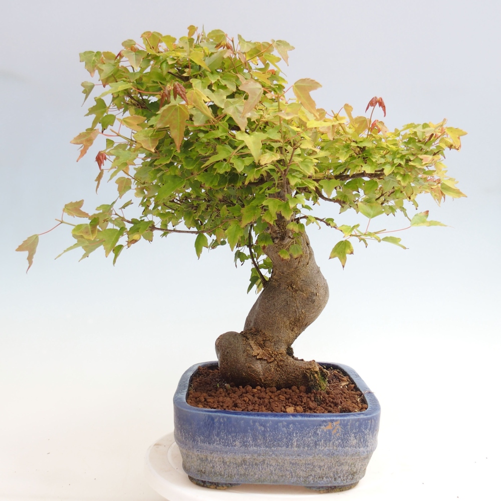 Bonsai de exterior - Acer Buergerianum - Arce hamburgués