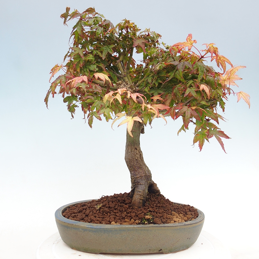 Acer palmatum KIOHIME - Arce palmito