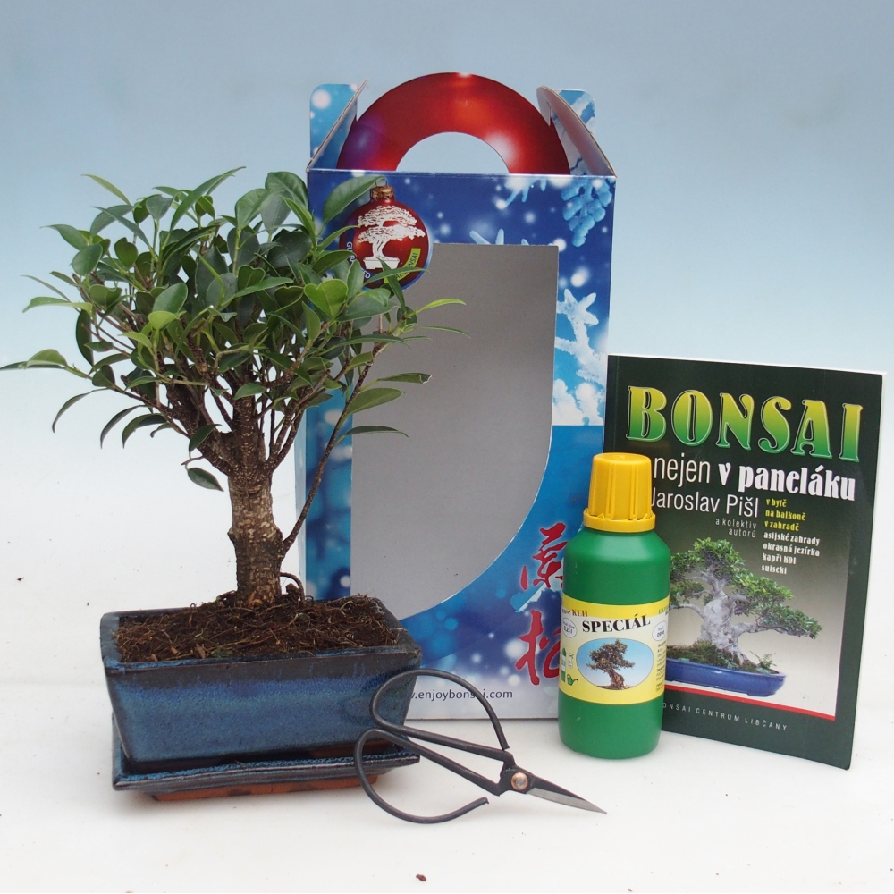 Bonsái de habitación en caja de regalo Ficus retusa - Ficus de hoja pequeña