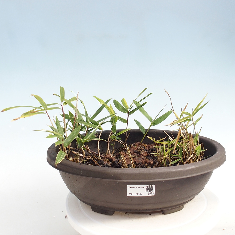 Bonsái de exterior - Sasaella masamuneana Albostriata - Bambú