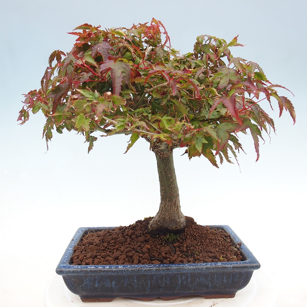 Acer palmatum KIOHIME - Arce palmito