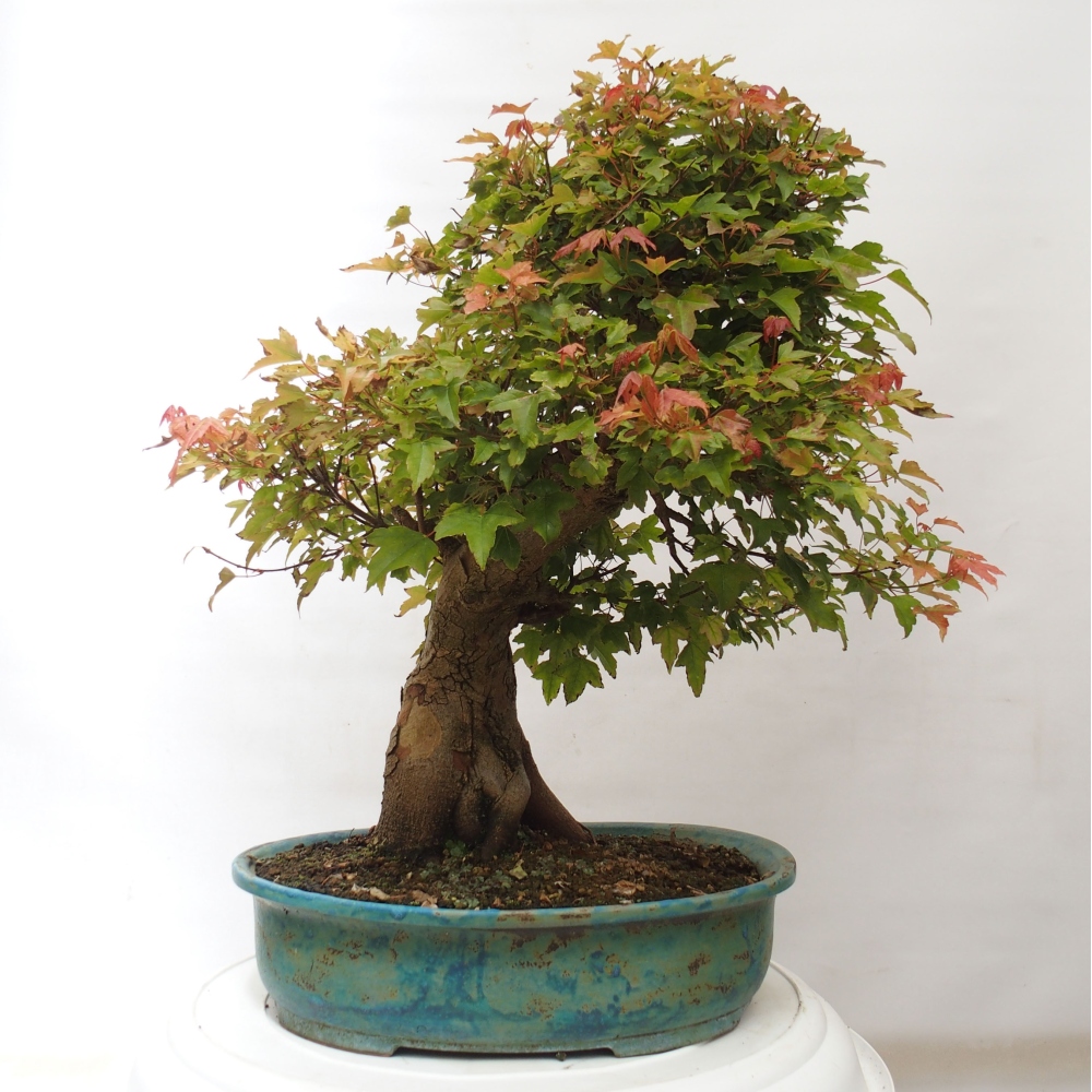 Bonsai de exterior - Acer Buergerianum - Arce hamburgués