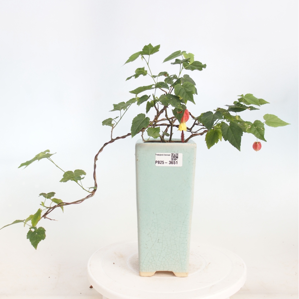 Bonsái de interior - Abutilon Big Bell - Cloudberry