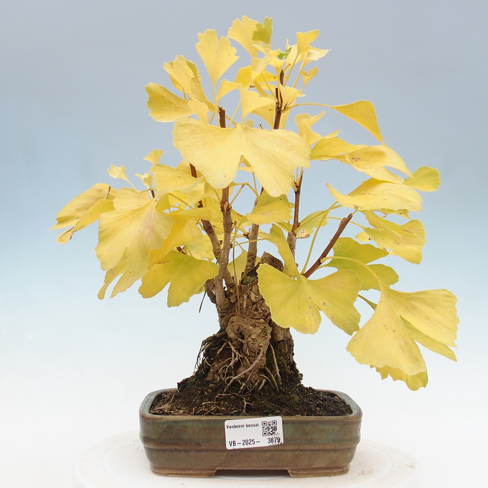 Bonsai de exterior - Ginkgo biloba - Ginkgo biloba